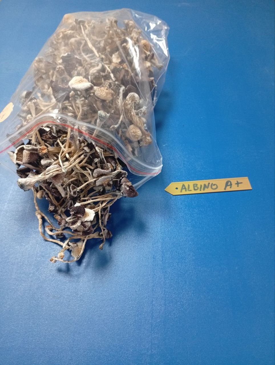 10 g Mushrooms 🍄 GOLDEN TEACHER 🍄