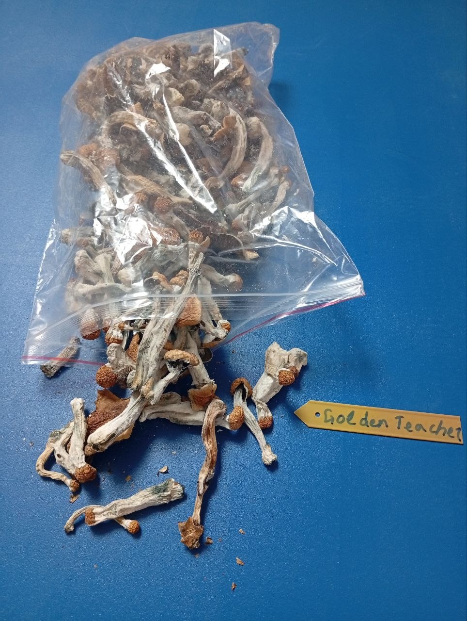 5  g Mushrooms 🍄 GOLDEN TEACHER 🍄